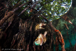 Reflections in the Mangroves.  Taken while snorkeling in ... by Pam Murph 